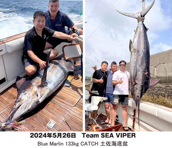 2024年5月26日 TEAM SEA VIPER Blue Marlin 133kg CATCH 土佐海底盆